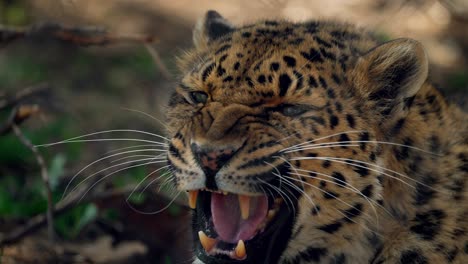 hermoso leopardo rugiendo - cerrar cámara lenta