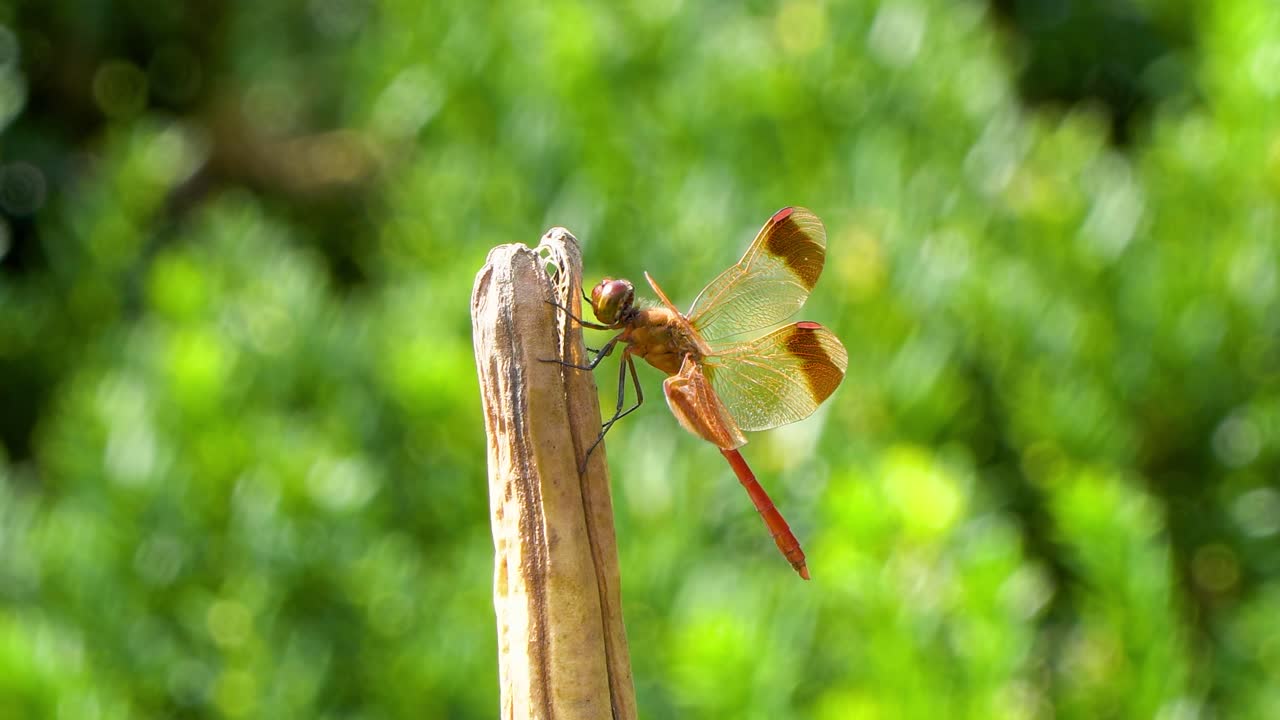 skimmer de petardo de libélula roja coreana encaramado en una planta seca podrida y moviendo la cabeza alrededor, macro de primer plano de 4k