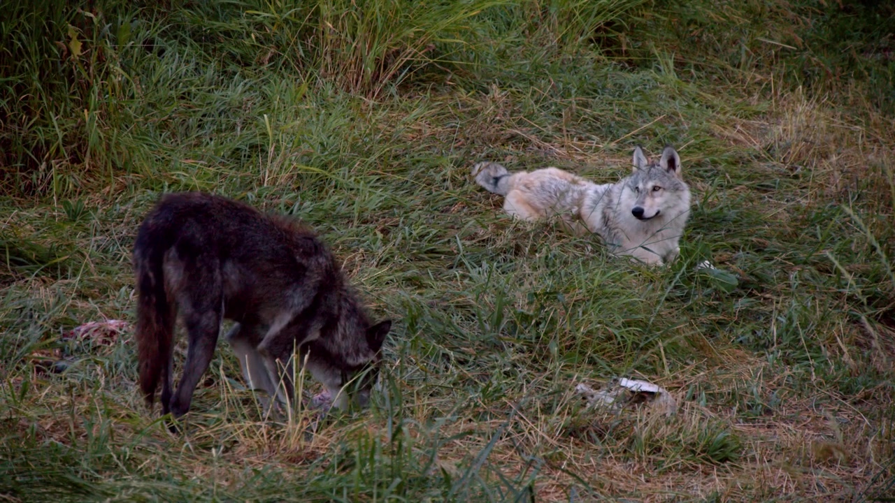 A grey wolf named Koa.