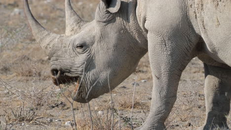 an observation of a black rhinoceros grazing - close up