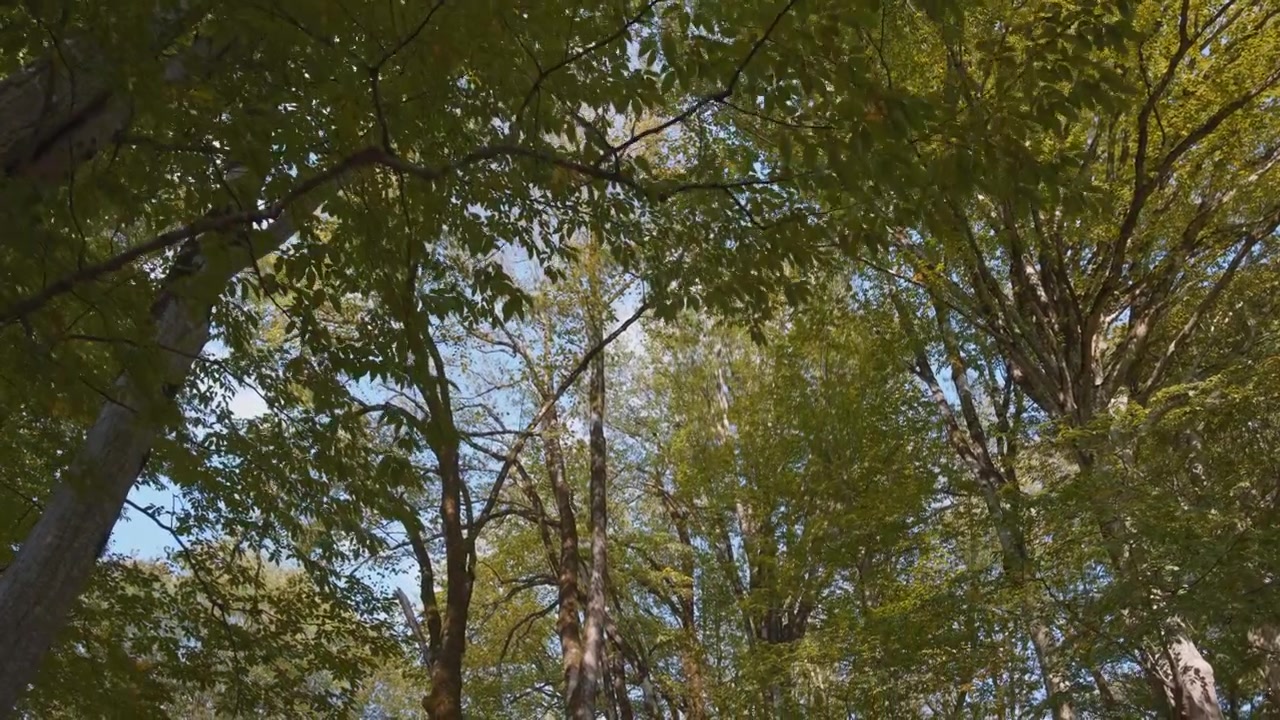 Grands arbres forestiers, travelling en contre-plongée