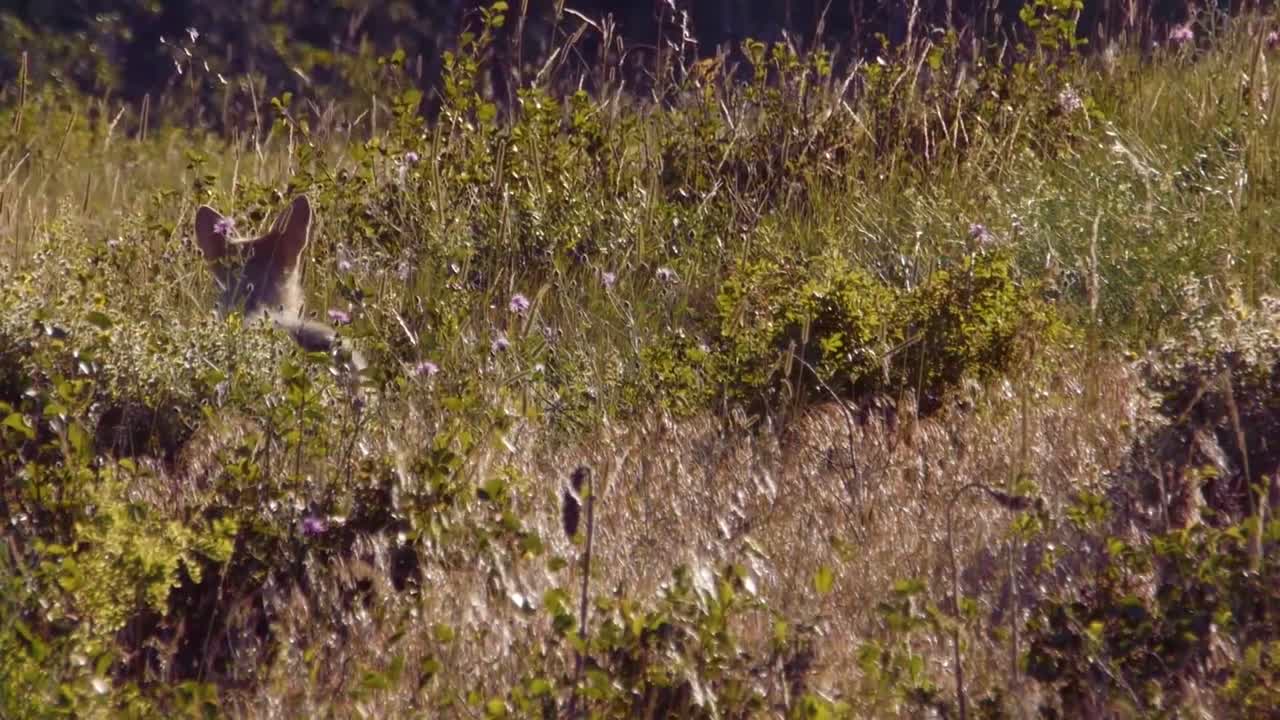 빙하 국립 공원 몬태나에서 코요테의 다양한 샷