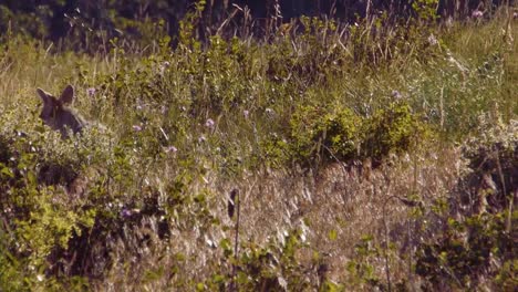 Various-Shots-Of-A-Coyote-In-Glacier-National-Park-Montana