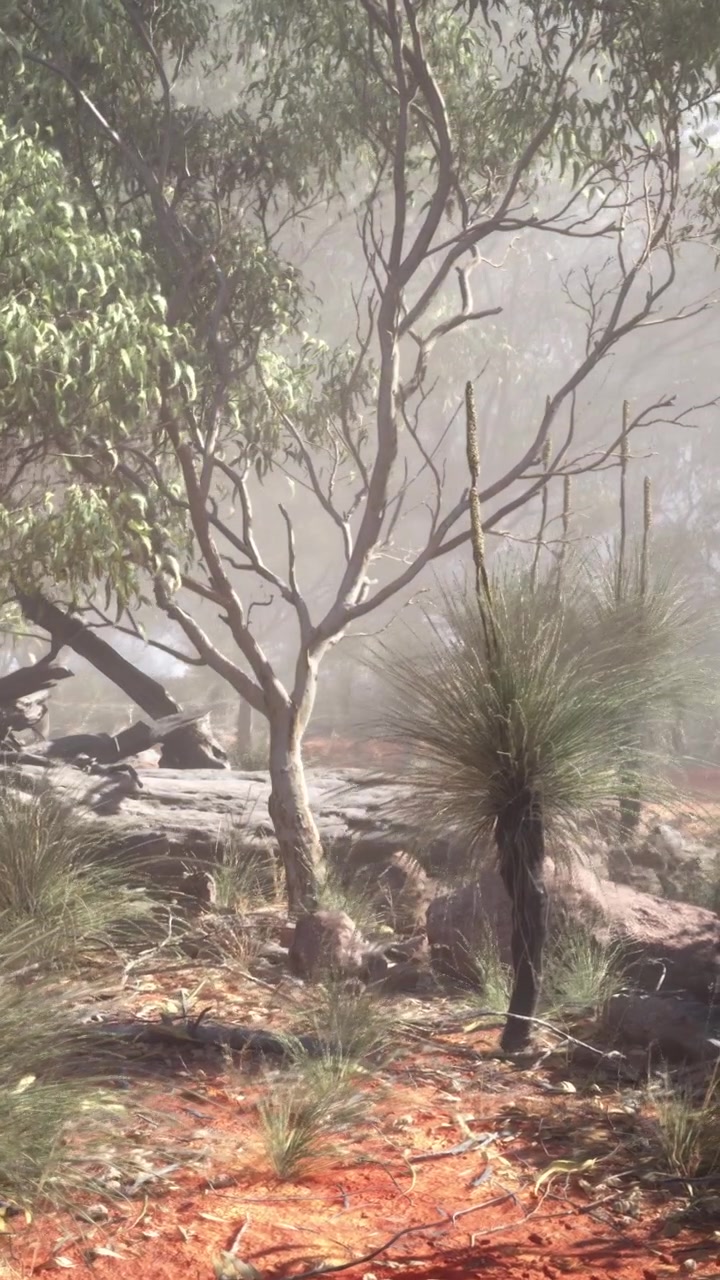Morning fog covers trees and plants in a natural setting near a rocky area