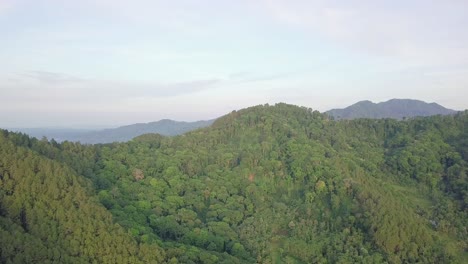 Vielfalt-Der-Pflanzen-Und-Vegetation-In-Freier-Wildbahn