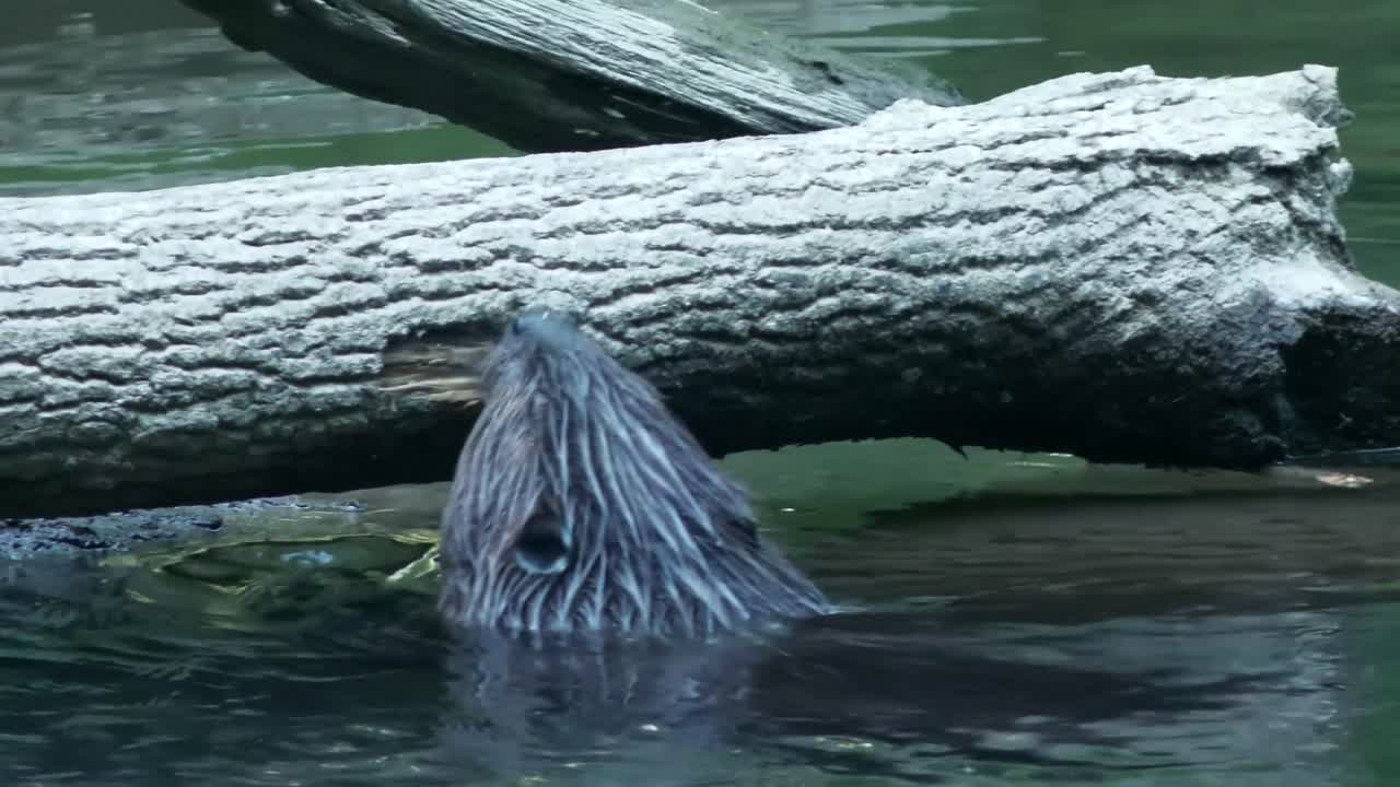 vista trasera de un castor roendo y arrancando la corteza de un árbol caído en el río