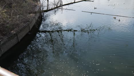 bread thrown to water for birds