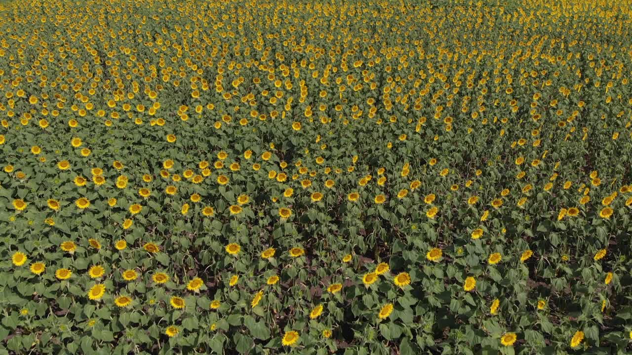 Ripresa con drone di girasoli al vento in un'immensa prateria nella campagna argentina.