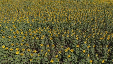 Drohnenaufnahme-Von-Sonnenblumen-Im-Wind-In-Einer-Riesigen-Prärie-In-Der-Argentinischen-Landschaft