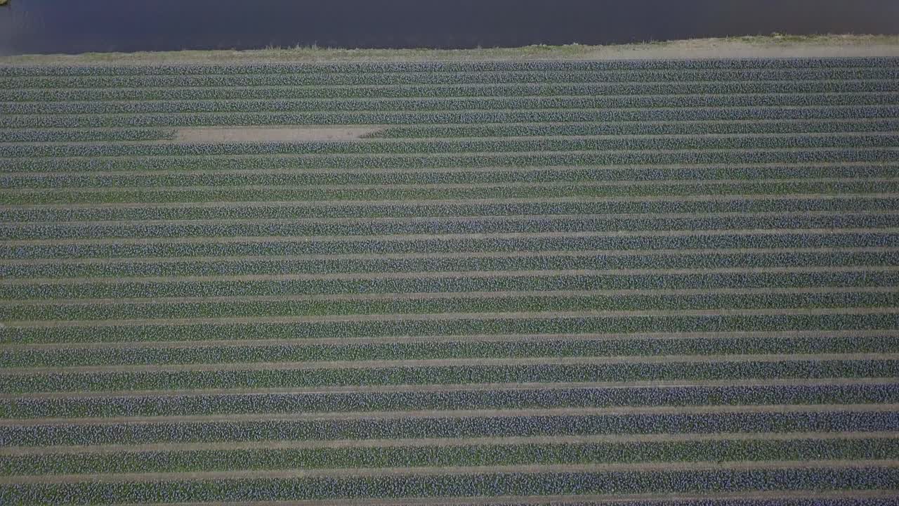 보라색 튤립 꽃 위로 이동하여 곧장 다른 튤립 밭으로 이동