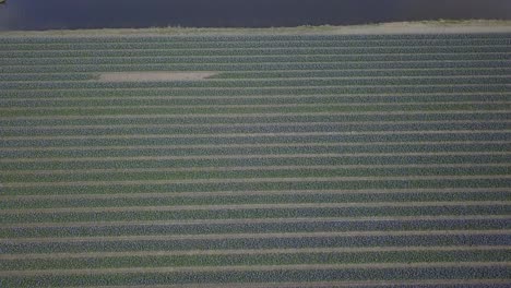 Schwenk-Nach-Oben-über-Die-Violetten-Tulpenblüten-Und-Direkt-Zu-Den-Anderen-Tulpenfeldern