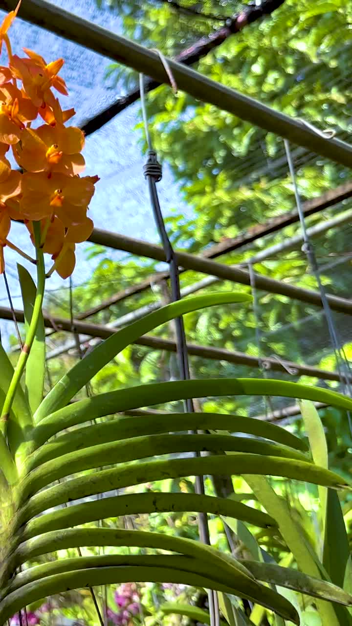 orquídeas vibrantes en un jardín exuberante