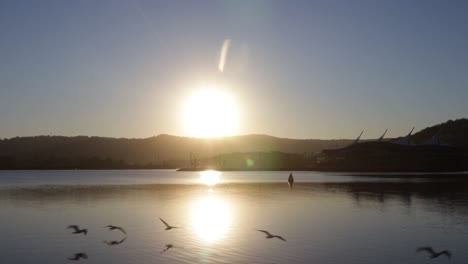 bright sunset over lake with low flying birds establishing view