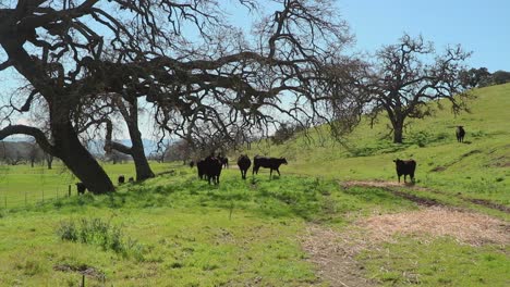 FPV-cowboy-as-he-pushes-them-out-from-under-an-oak-tree