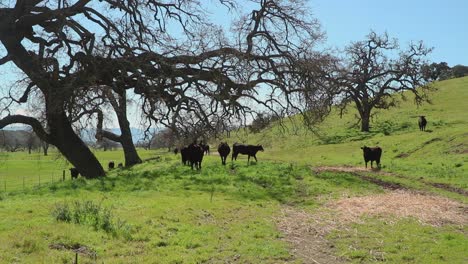 vaquero fpv mientras los empuja fuera de debajo de un roble