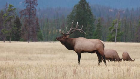 A-majestic-bull-elk-bugling-amidst-the-breathtaking-open-field-of-the-Rocky-Mountains-in-4K
