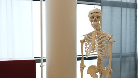 doctors educational model of a human skeleton