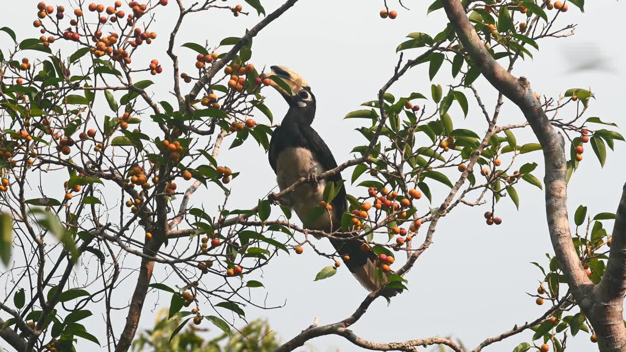 cálao de varios colores oriental alimentándose de frutas, anthracoceros albirostris, parque nacional de khao yai, tailandia
