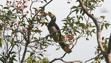 oriental pied hornbill feeding on fruits, anthracoceros albirostris, khao yai national park, thailand