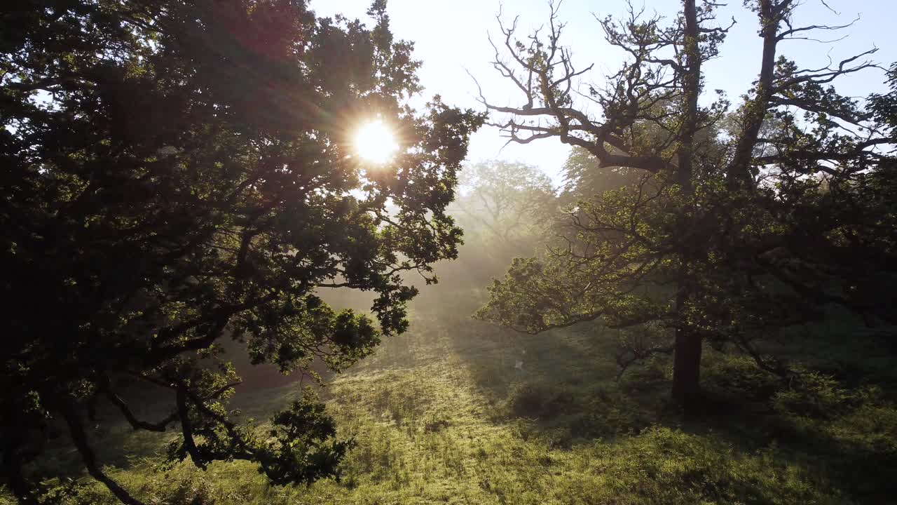 The light was simply beautiful. Every now and then having the light break through the leaves in the trees. The haze of the light left the scene feeling mystical and full of happiness.