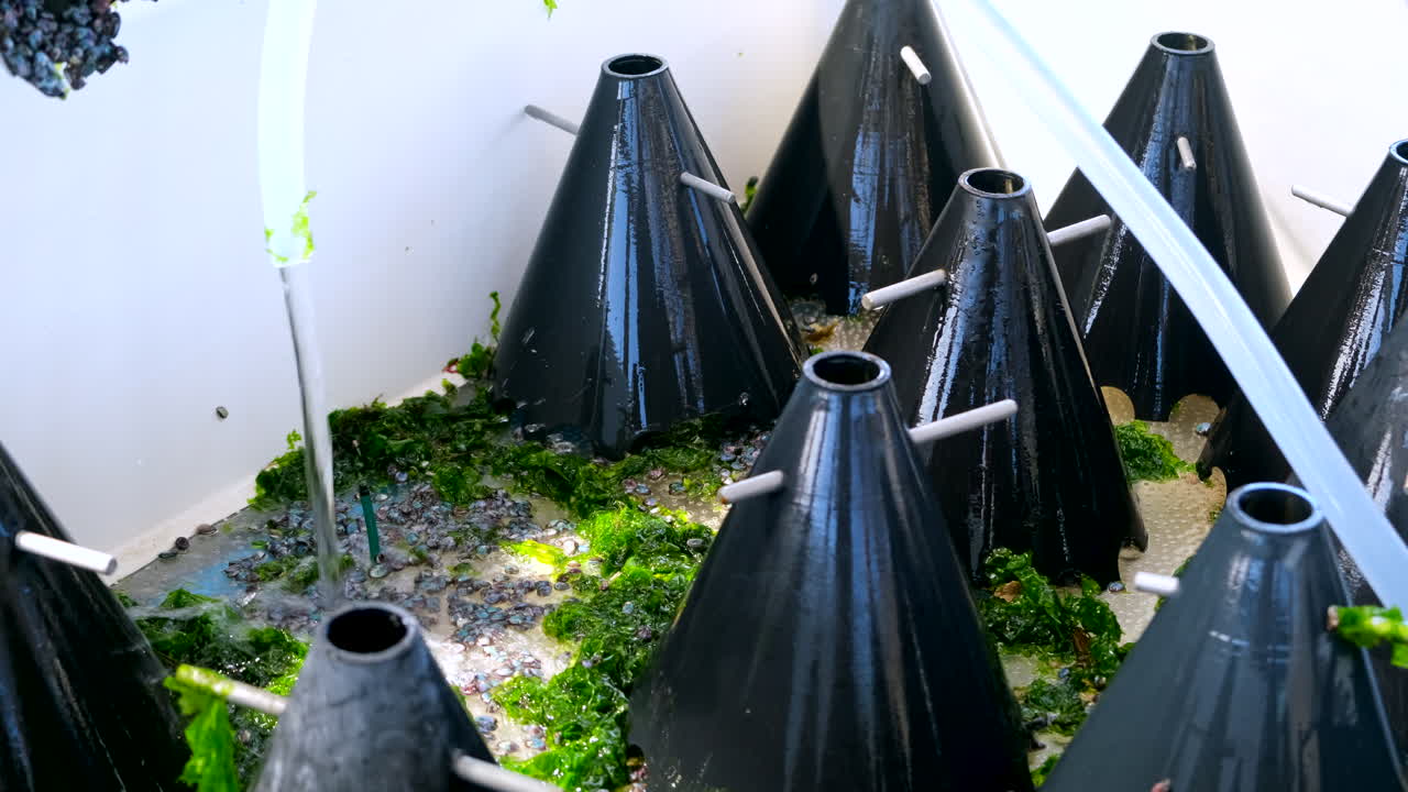 유리 섬유 크에 뿌려진 어린 아발론은 바물로 어집니다.