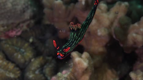 a green tiger nudibranch  flying over the coral