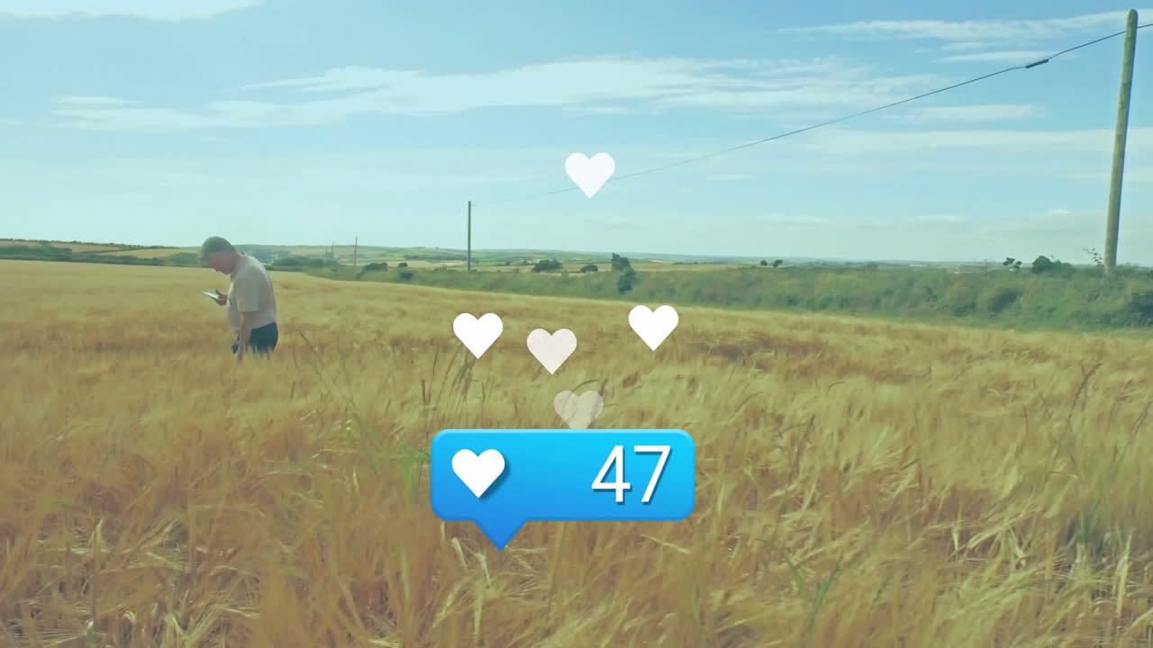 mature man walking in wheat field, using smartphone marketing with floating hearts and like counter