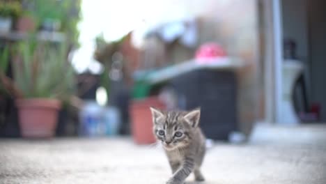 cute small baby cats litter at basket learning to walk outdoors