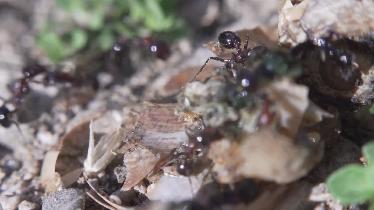 개미들은 개미집으로 달려갑니다. 아침 빛. 개미 공동체. 극심한 매크로 클로즈업.