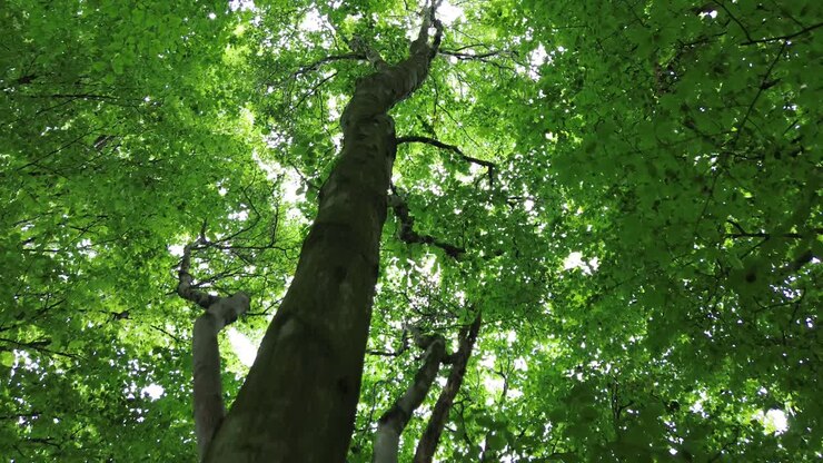 4k30p drone vista aerea crescita del tronco dell'albero della foresta che sale al cielo sopra