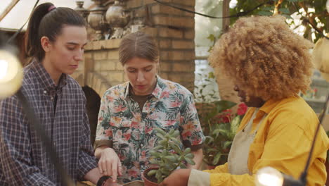 women choosing houseplant in flower shop