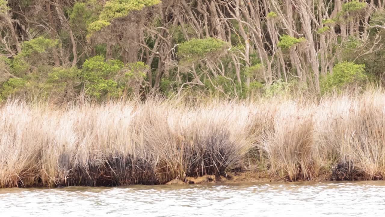 주변 에 나무 와 높은 풀 이 있는 호수
