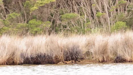 lake with surrounding trees and tall grass