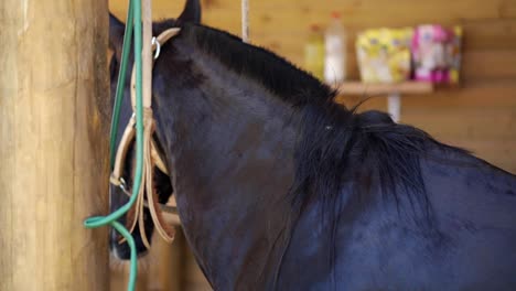 Detail-view-of-the-back-of-a-brown-horse-with-shiny-coat