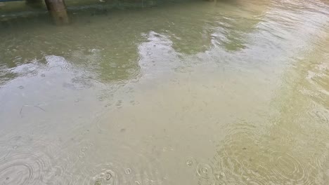 gentle rain creates ripples on a shallow, reflective water surface under soft daylight, with subtle reflections of trees and wooden posts visible