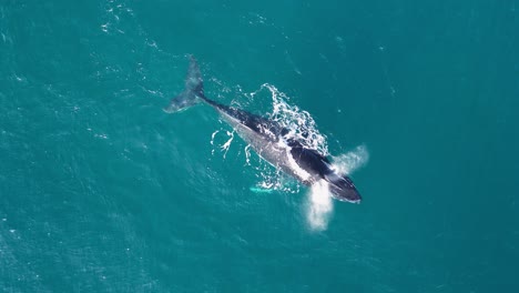 La-Ballena-Jorobada-Recién-Nacida-Se-Esconde-Debajo-De-Su-Madre-Antes-De-Aparecer-Juguetonamente-En-La-Superficie-Del-Océano.