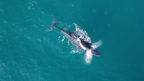 la ballena jorobada recién nacida se esconde debajo de su madre antes de aparecer juguetónamente en la superficie del océano