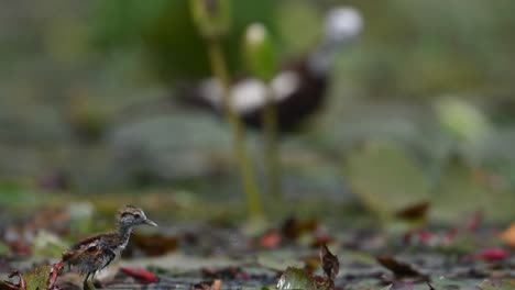 chicks of pheasant tailed jacana hiding herself with leaf