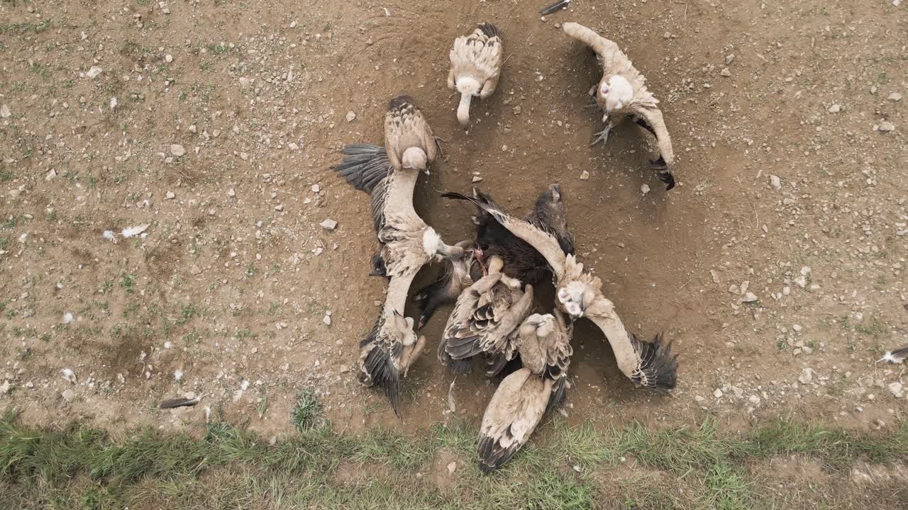Wild vultures eating prey on ground