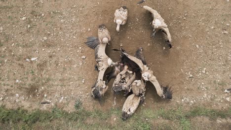 wild vultures eating prey on ground