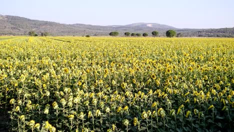 imágenes constantes de un paisaje de una granja de girasoles.