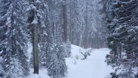 Aerial-4K-footage-of-Sequoia-National-Park-covered-in-snow-11