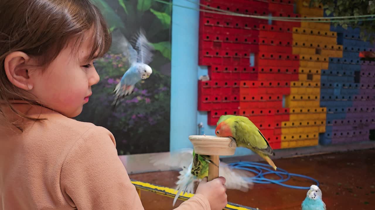 An adorable child girl feeding lovebirds and a budgerigars at a Birds Feeding Cafe