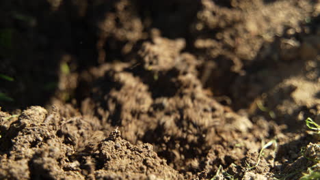 close-up of digging up the ground to plant salad