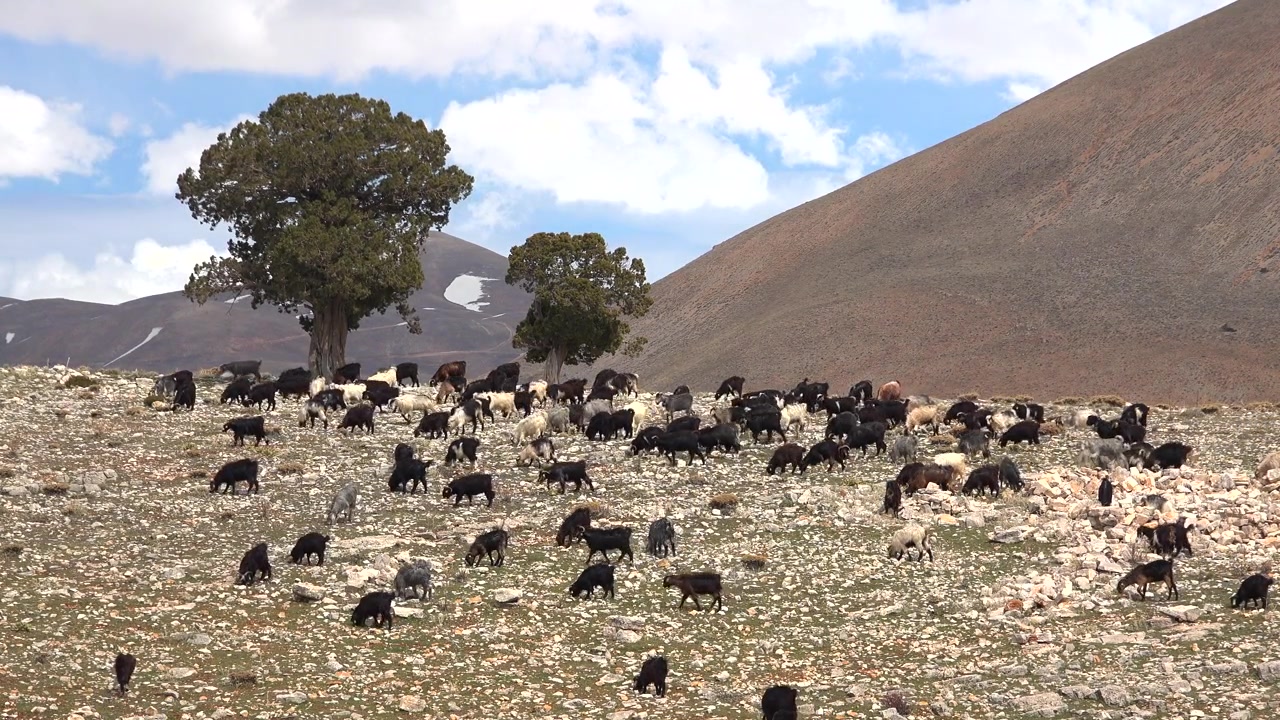 Rebaño de cabras pastando en una ladera de montaña rocosa.