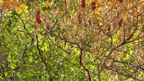 dos pájaros jugando en un árbol se mezclan con el fondo