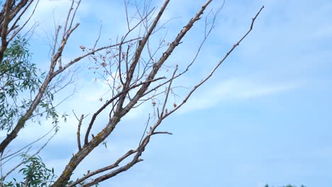 Leaves-blowing-in-wind-on-dying-tree-during-drought-Bacs-Kiskun-County,-Hungary