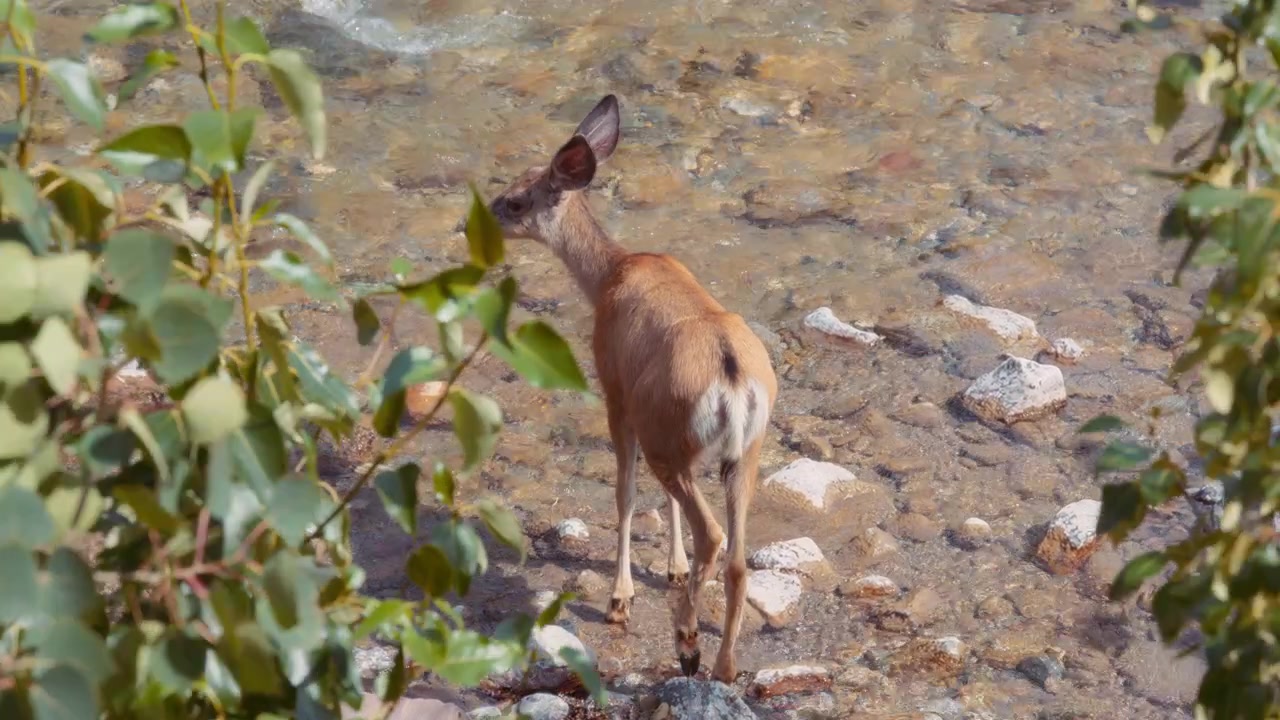 Un giovane cervo che cammina nel fiume