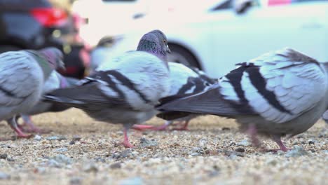 Grupo-De-Palomas-Comiendo-Semillas-Del-Suelo-En-Un-Parque,-Cerrar