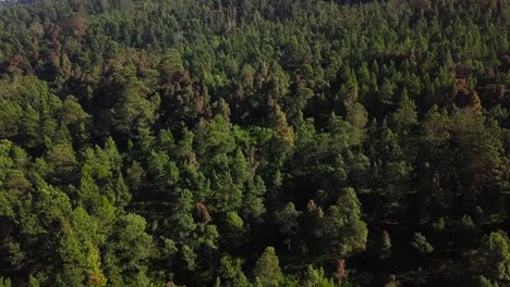 Aerial-flyover-idyllic-forest-landscape-with-green-trees-and-colorful-leaves-in-fall-season